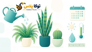محاسبه زمان آبیاری گیاهان آپارتمانی آنلاین | برنامه دقیق آبیاری